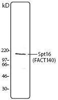 Anti-SUPT16H Mouse Monoclonal Antibody [clone: 8D2]