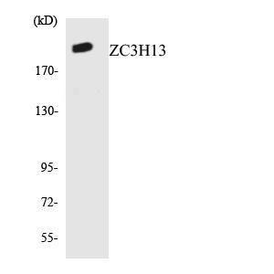 Antibody anti-ZC3H13 A98734-100 100 µg