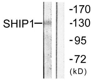 Antibody anti-SHIP1 A97232-100 100 µg