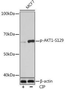 Western blot analysis of extracts of MCF7 cells, using Anti-AKT1 (phospho Ser129) Antibody [ARC1525] (A305610) at 1:1,000 dilution