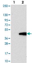 Anti-FAM118B Rabbit Polyclonal Antibody