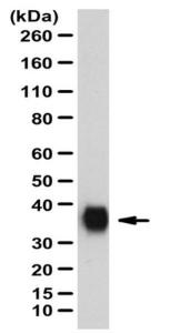 Anti-Surfactant Protein A Rabbit Polyclonal Antibody