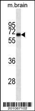 Anti-INA Mouse Monoclonal Antibody (FITC (Fluorescein Isothiocyanate)) [clone: 257CT7.1.2]