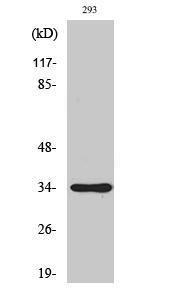 Western blot analysis of various cells using Anti-SH2D5 Antibody