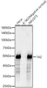 Western blot analysis of various lysates, using Anti-TAZ Antibody [ARC57803] (A309490) at 1:1,000 dilution