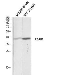 Western blot analysis of mouse brain rat spleen lysis using Anti-C5AR1 Antibody