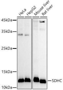 Antibody A306803-100 100 µl