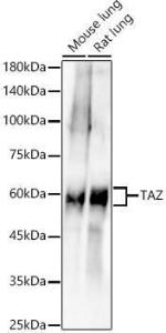 Western blot analysis of various lysates, using Anti-TAZ Antibody [ARC57803] (A309490) at 1:1,000 dilution