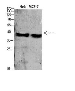 Western blot analysis of various cells using Anti-C5AR1 Antibody