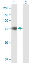 Anti-PRMT7 Mouse Polyclonal Antibody