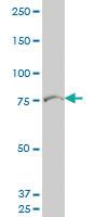 Anti-LNX2 Mouse Polyclonal Antibody