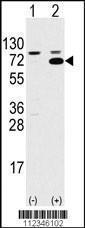 Anti-SWAP70 Rabbit Polyclonal Antibody (APC (Allophycocyanin))