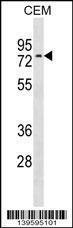 Anti-NRXN3 Rabbit Polyclonal Antibody (FITC (Fluorescein Isothiocyanate))