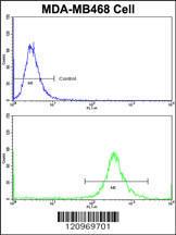 Anti-GALT Rabbit Polyclonal Antibody (PE (Phycoerythrin))