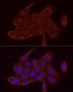 Antibody A306803-100 100 µl