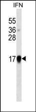 Anti-Interferon alpha Mouse Monoclonal Antibody (APC (Allophycocyanin)) [clone: 278CT1]