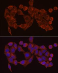 Antibody A306803-100 100 µl