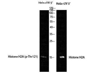 Antibody A93752-100