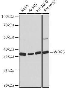 Western blot analysis of extracts of various cell lines, using Anti-WDR5 Antibody [ARC0769] (A305612) at 1:1,000 dilution