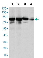 Anti-XRCC5 Mouse Monoclonal Antibody [clone: 5C5]