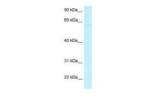 Anti-CCDC105 Rabbit Polyclonal Antibody