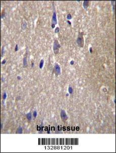 Anti-CPN2 Rabbit Polyclonal Antibody (APC (Allophycocyanin))