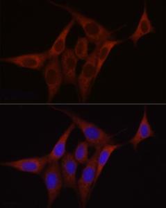 Antibody A306803-100 100 µl