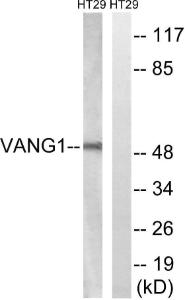 Western blot analysis of lysates from HT-29 cells using Anti-VANGL1 Antibody The right hand lane represents a negative control, where the antibody is blocked by the immunising peptide