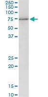 Anti-PES1 Mouse Polyclonal Antibody