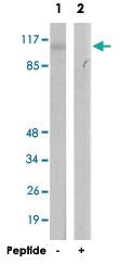 Anti-GRIN1 Rabbit Polyclonal Antibody