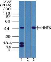 Anti-ONECUT1 Rabbit Polyclonal Antibody