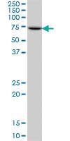 Anti-PES1 Mouse Polyclonal Antibody