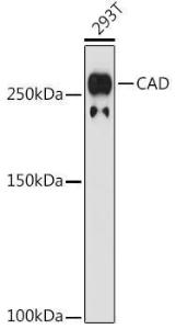 Western blot analysis of extracts of 293T cells, using Anti-CAD/BM1 Antibody [ARC1426] (A306805) at 1:1,000 dilution