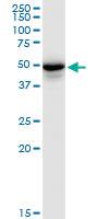 Anti-PLIN3 Mouse Polyclonal Antibody