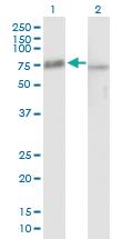 Anti-PES1 Mouse Polyclonal Antibody