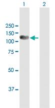 Anti-RFX6 Rabbit Polyclonal Antibody