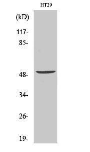 Western blot analysis of various cells using Anti-VANGL1 Antibody