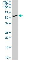 Anti-STK3 Rabbit Polyclonal Antibody