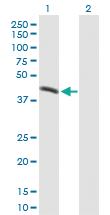 Anti-PLIN3 Mouse Polyclonal Antibody