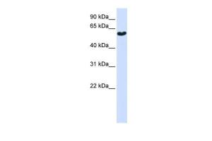 Anti-SYT3 Rabbit Polyclonal Antibody