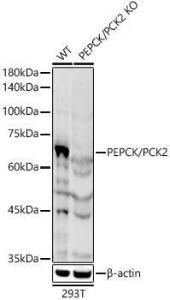 Western blot analysis of extracts from wild type(WT) and PEPCK/PCK2 Rabbit polyclonal antibody knockout (KO) 293T cells, using Anti-PCK2 Antibody (A306806) at 1:1,000 dilution