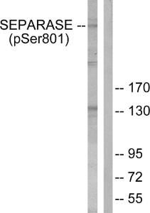 Western blot analysis of lysates from 293 cells treated with EGF 200ng/ml 30' using Anti-SEPARASE (phospho Ser801) Antibody. The right hand lane represents a negative control, where the antibody is blocked by the immunising peptide.