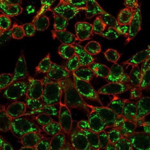 Immunofluorescent analysis of HeLa cells stained with Anti-CTBP2 Antibody [PCRP-CTBP2-1A9] followed by Goat Anti-Mouse IgG (CF&#174; 488) (Green) Counterstain is Phalloidin-CF&#174; 640A (Red)