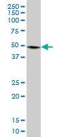 Anti-PLIN3 Mouse Polyclonal Antibody