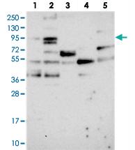 Anti-ARHGAP17 Rabbit Polyclonal Antibody