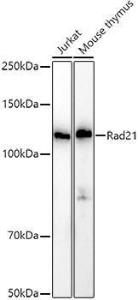 Western blot analysis of extracts of various cell lines, using Anti-Rad21 Antibody (A305614) at 1:1000 dilution