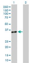 Anti-GZMB Mouse Polyclonal Antibody