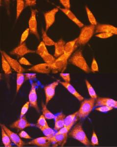 Immunofluorescence analysis of NIH-3T3 cells using Anti-PCK2 Antibody (A306806) at a dilution of 1:100 (40x lens) DAPI was used to stain the cell nuclei (blue)