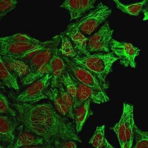 Immunofluorescent analysis of methanol fixed HeLa cells stained with Anti-Cytokeratin 7 Antibody [KRT7/760] followed by Goat Anti-Mouse IgG (CF&#174; 488) (Green) The nuclear counterstain is RedDot