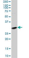 Anti-GZMB Mouse Polyclonal Antibody